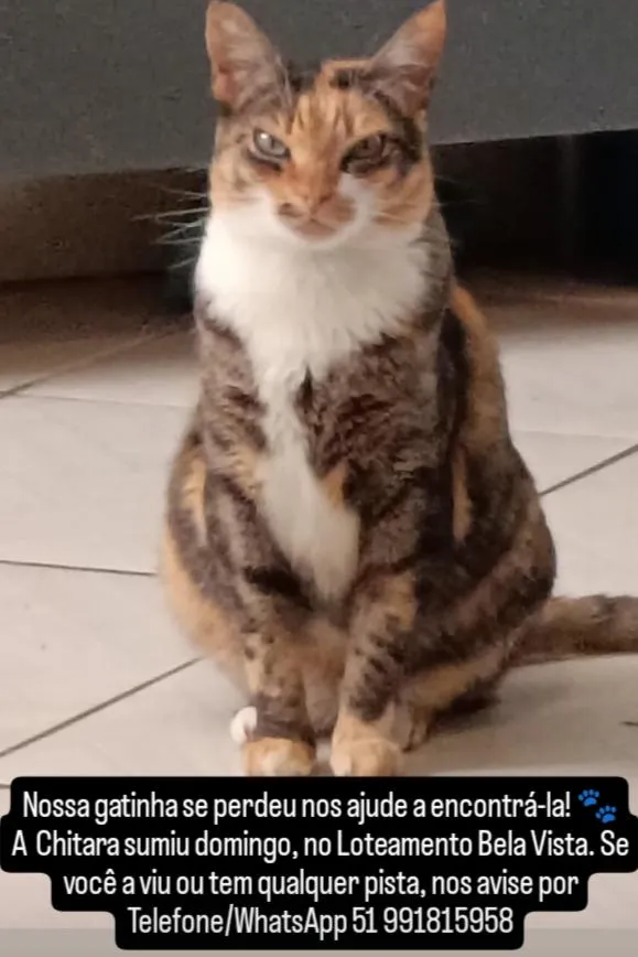 Gato raça SRD-ViraLata idade 4 anos nome Chitara