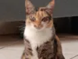 Chitara