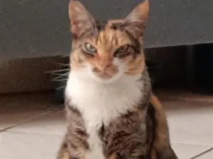 Gato raça SRD-ViraLata idade 4 anos nome Chitara