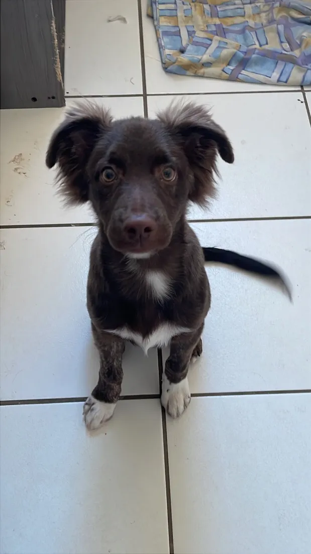 Cachorro raça SRD-ViraLata idade 7 a 11 meses nome Toddy