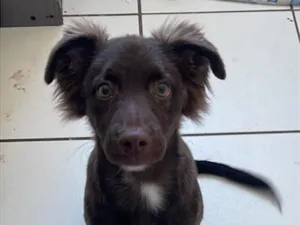 Cachorro raça SRD-ViraLata idade 7 a 11 meses nome Toddy