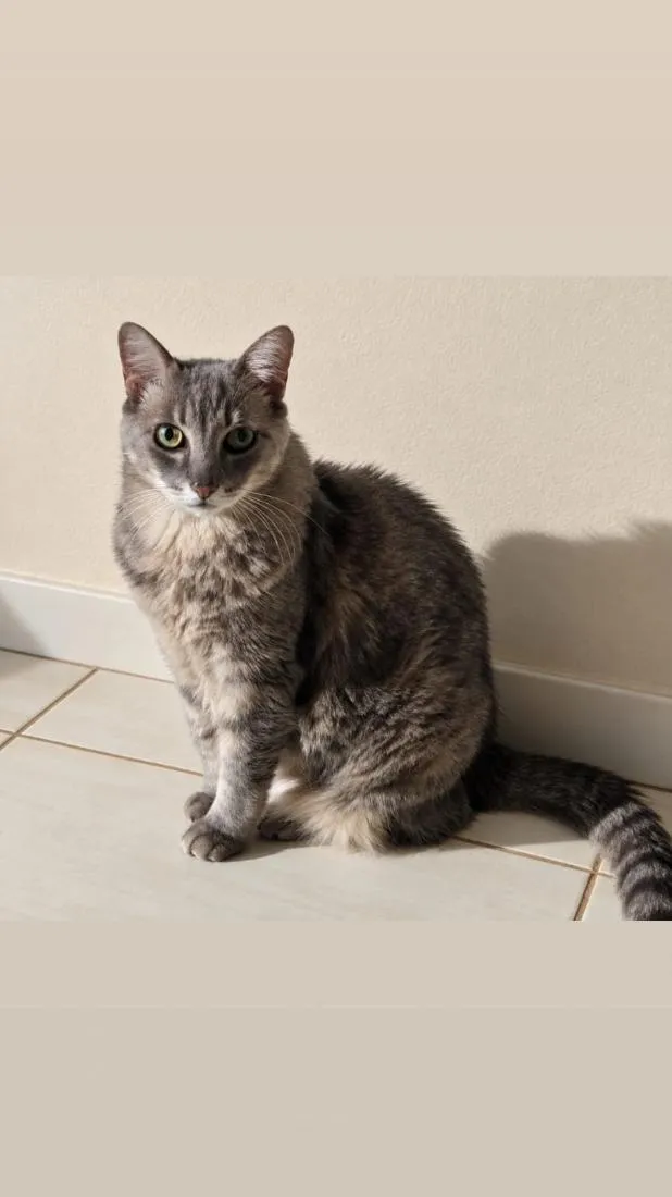 Gato raça SRD-ViraLata idade 6 ou mais anos nome Bebeá