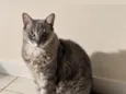Bebeá