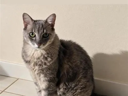 Gato raça SRD-ViraLata idade 6 ou mais anos nome Bebeá