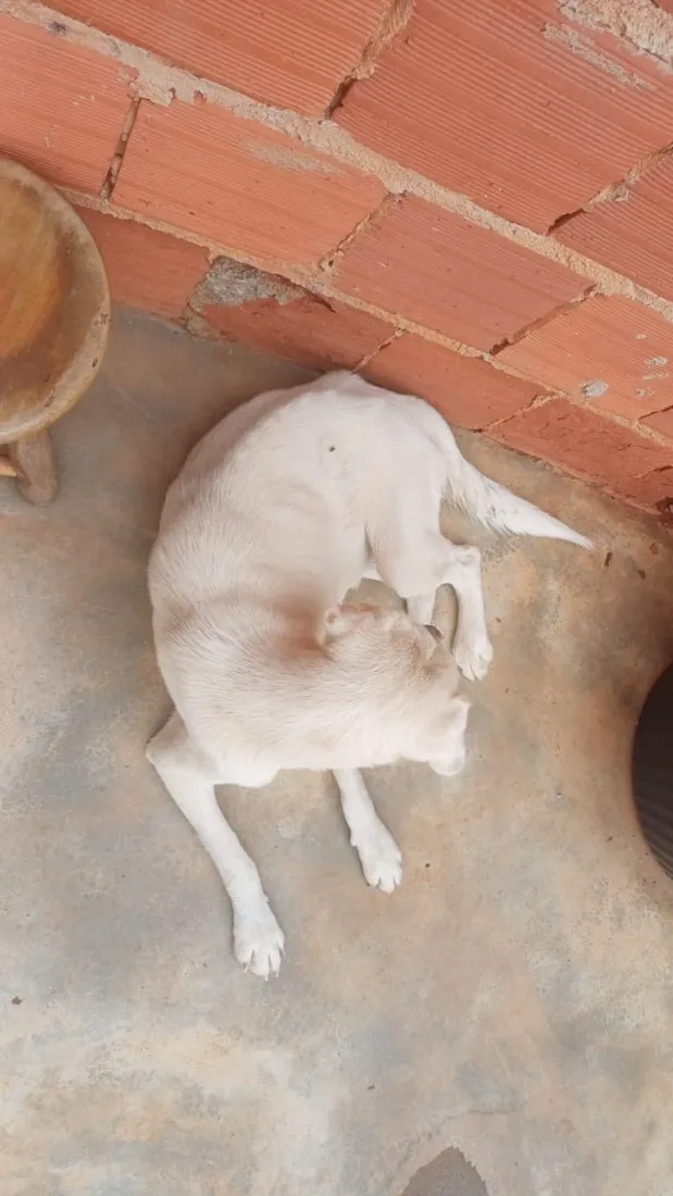 Cachorro raça SRD-ViraLata idade 6 ou mais anos nome Branquinha 