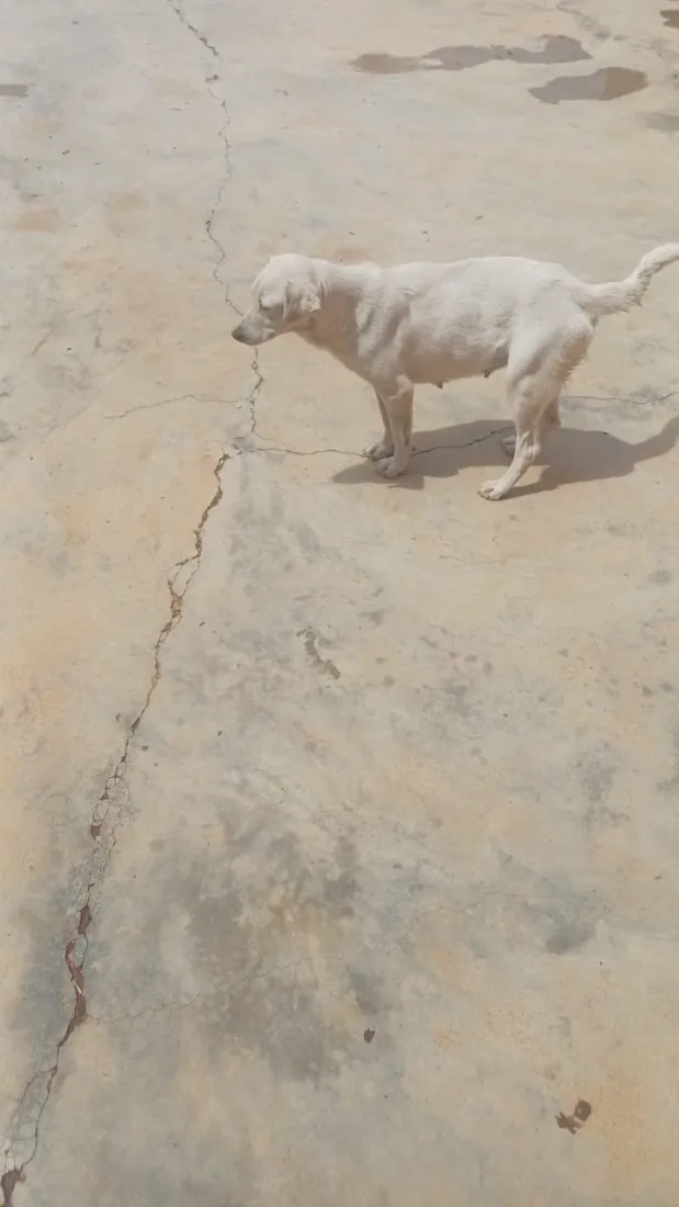 Cachorro raça SRD-ViraLata idade 6 ou mais anos nome Branquinha 