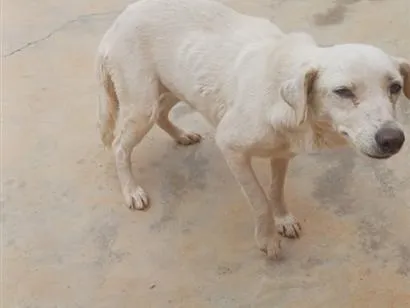 Cachorro raça SRD-ViraLata idade 6 ou mais anos nome Branquinha 