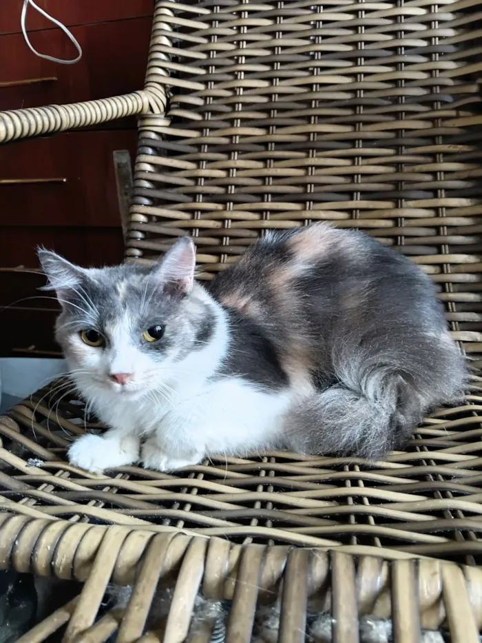 Gato raça SRD-ViraLata idade 2 a 6 meses nome BELA LINDONA PARA ADOÇÃO RESPONSÁVEL 