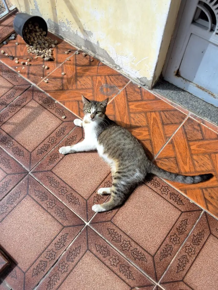 Gato raça SRD-ViraLata idade 1 ano nome Estrelar