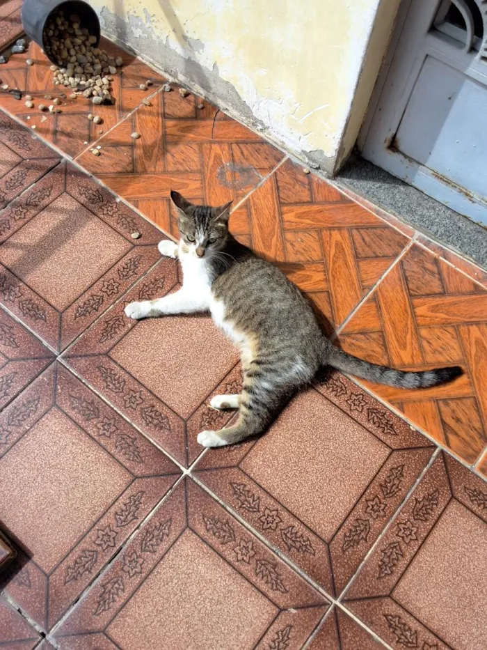 Gato raça SRD-ViraLata idade 1 ano nome Estrelar