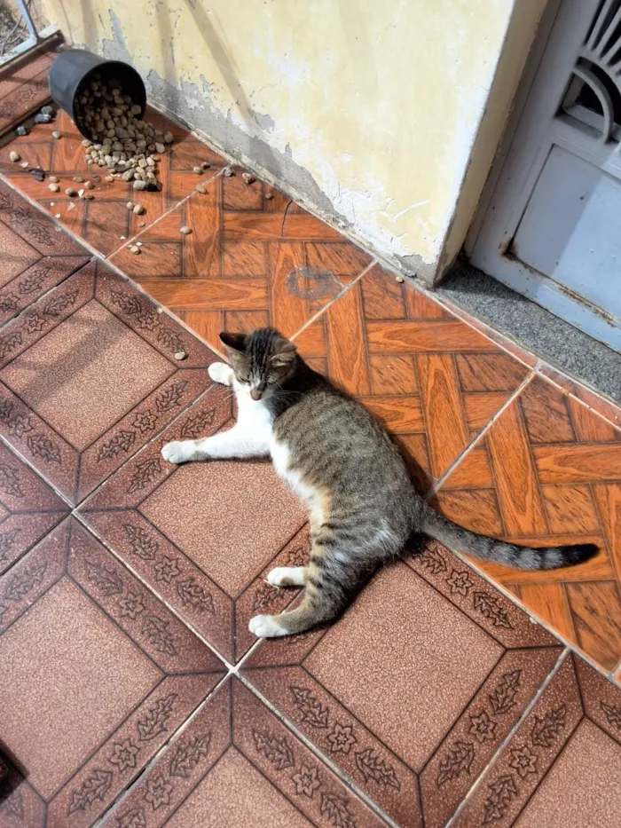 Gato raça SRD-ViraLata idade 1 ano nome Estrelar