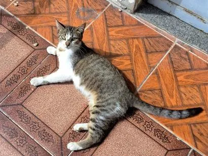 Gato raça SRD-ViraLata idade 1 ano nome Estrelar