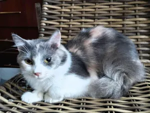 Gato raça SRD-ViraLata idade 2 a 6 meses nome BELA LINDONA PARA ADOÇÃO RESPONSÁVEL 