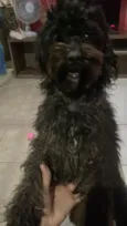 Belinha