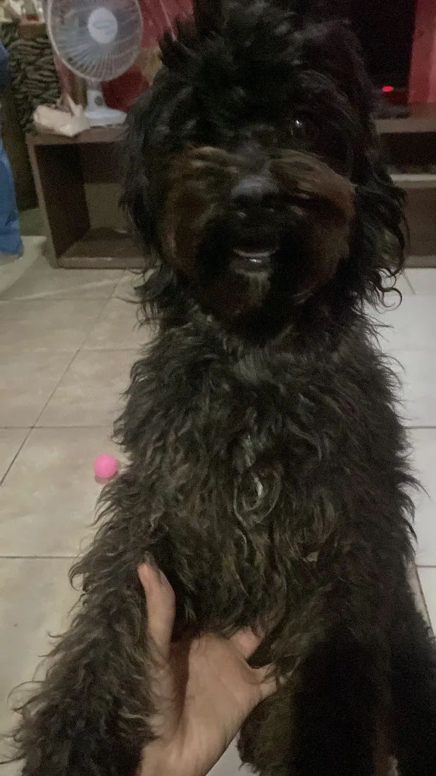 Cachorro raça SRD-ViraLata idade 4 anos nome Belinha