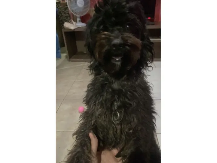 Cachorro raça SRD-ViraLata idade 4 anos nome Belinha