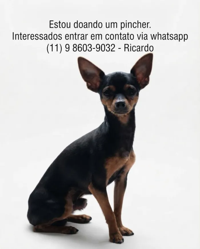 Cachorro raça Pinscher idade 2 anos nome Nique