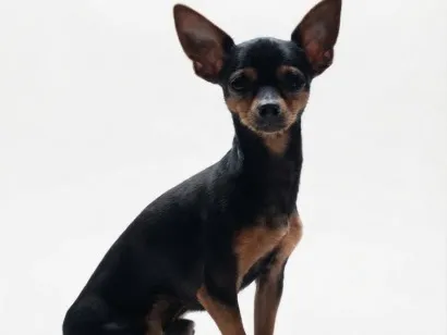 Cachorro raça Pinscher idade 2 anos nome Nique