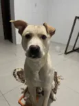 Apollo