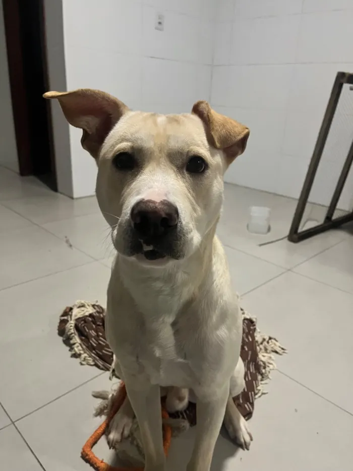 Cachorro raça SRD-ViraLata idade 1 ano nome Apollo