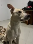 Apollo