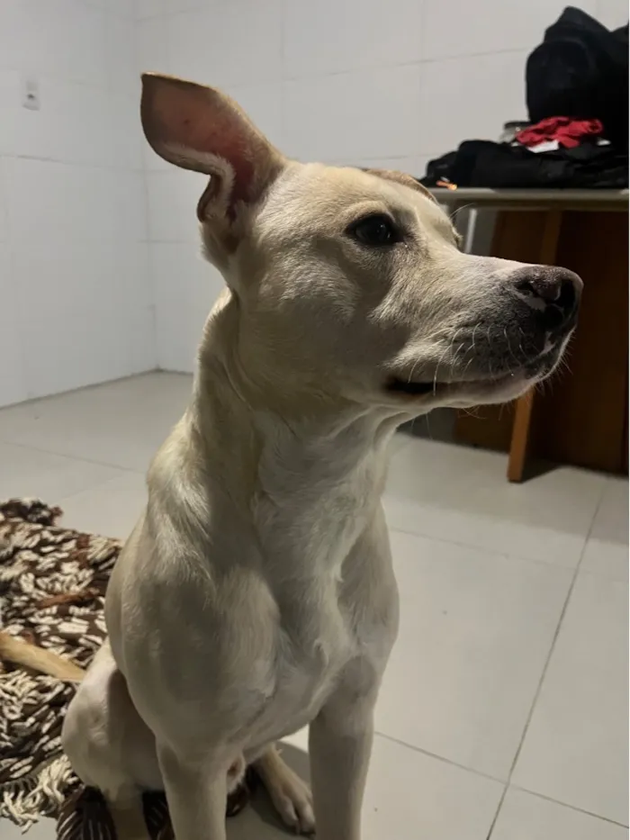 Cachorro raça SRD-ViraLata idade 1 ano nome Apollo
