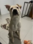 Apollo