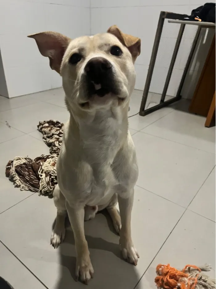 Cachorro raça SRD-ViraLata idade 1 ano nome Apollo