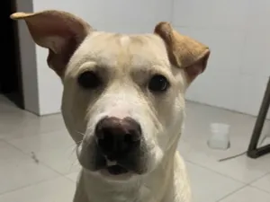 Cachorro raça SRD-ViraLata idade 1 ano nome Apollo
