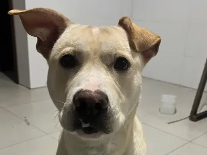 Cachorro raça SRD-ViraLata idade 1 ano nome Apollo