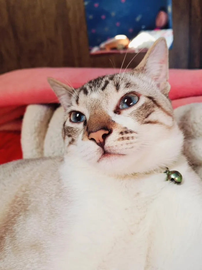 Gato raça SRD-ViraLata idade 2 anos nome Tigreso