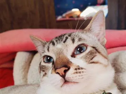 Gato raça SRD-ViraLata idade 2 anos nome Tigreso
