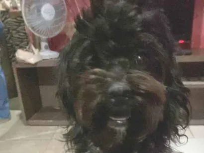 Cachorro raça SRD-ViraLata idade 4 anos nome Belinha