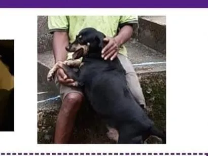 Cachorro raça SRD-ViraLata idade 6 ou mais anos nome Negão