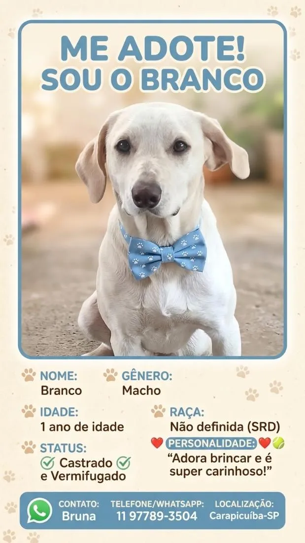 Cachorro raça SRD-ViraLata idade 1 ano nome Branco