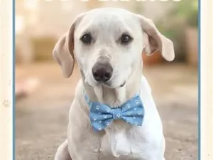 Cachorro raça SRD-ViraLata idade 1 ano nome Branco