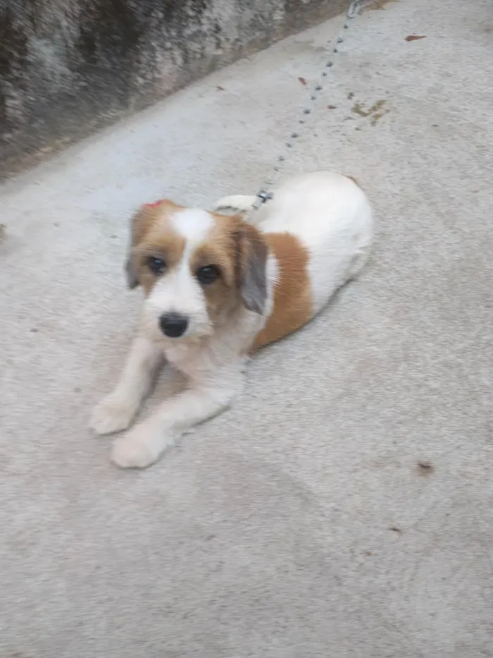 Cachorro raça SRD-ViraLata idade 2 a 6 meses nome Cloé