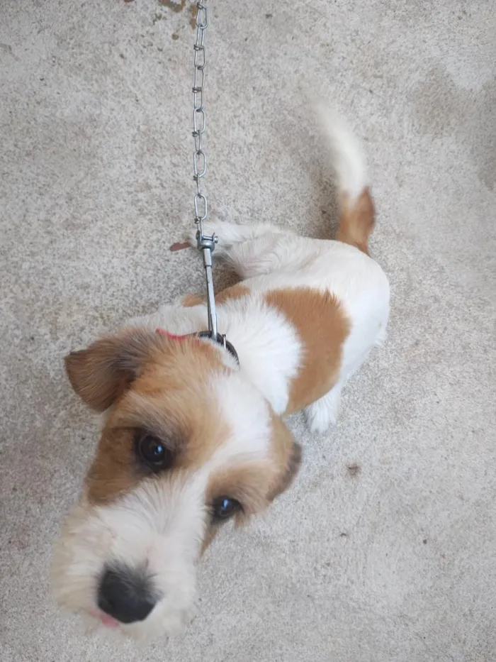 Cachorro raça SRD-ViraLata idade 2 a 6 meses nome Cloé