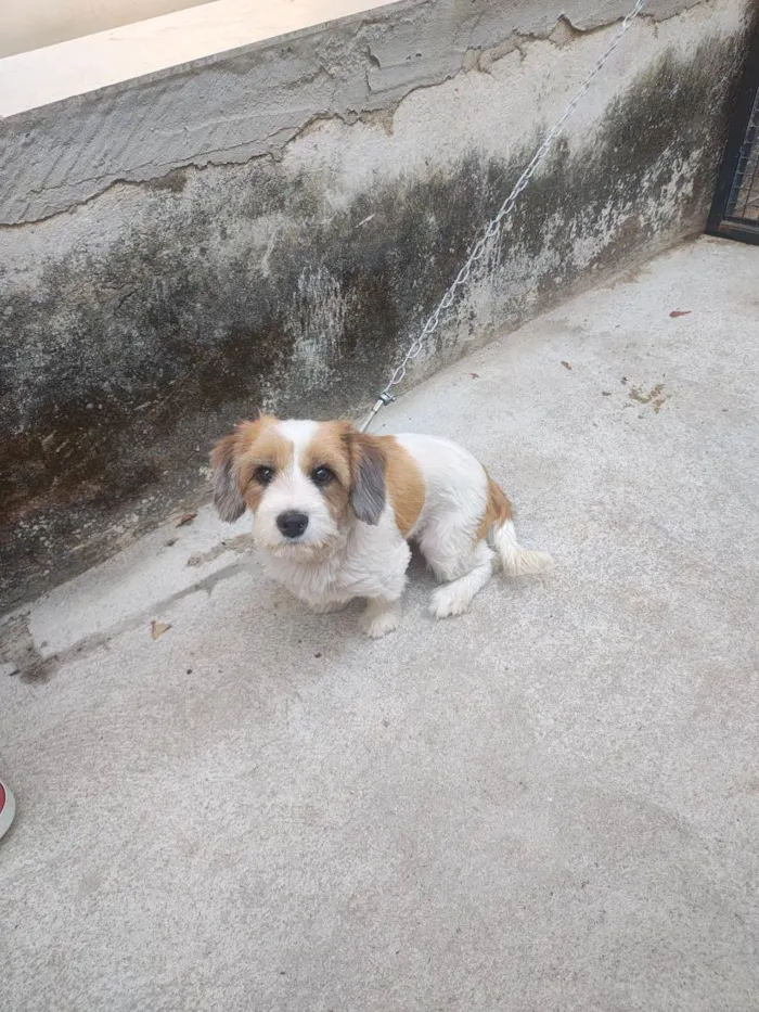 Cachorro raça SRD-ViraLata idade 2 a 6 meses nome Cloé