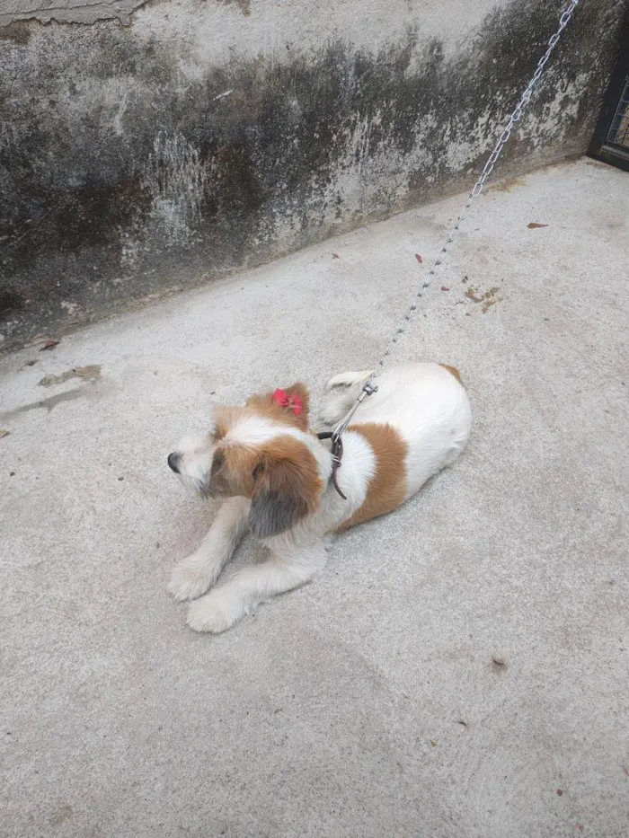 Cachorro raça SRD-ViraLata idade 2 a 6 meses nome Cloé