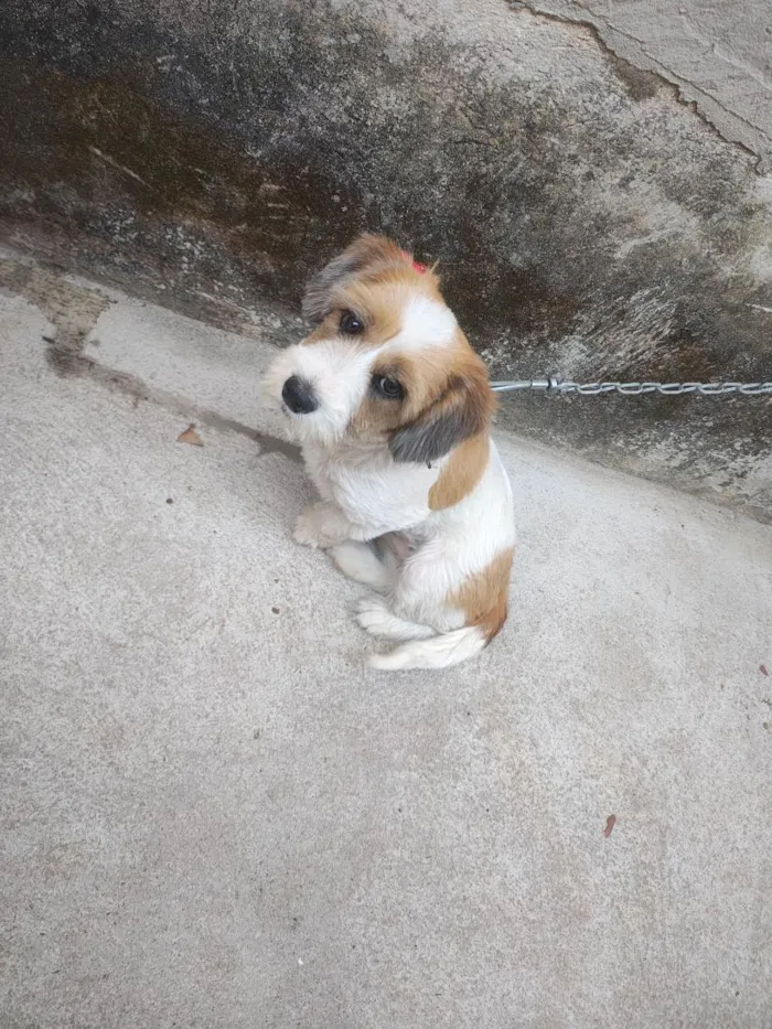 Cachorro raça SRD-ViraLata idade 2 a 6 meses nome Cloé