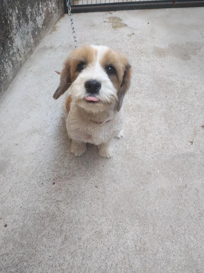 Cachorro raça SRD-ViraLata idade 2 a 6 meses nome Cloé