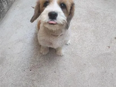 Cachorro raça SRD-ViraLata idade 2 a 6 meses nome Cloé