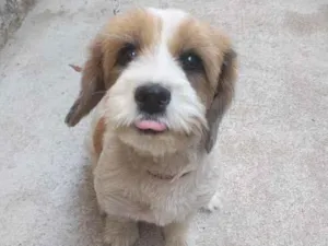 Cachorro raça SRD-ViraLata idade 2 a 6 meses nome Cloé