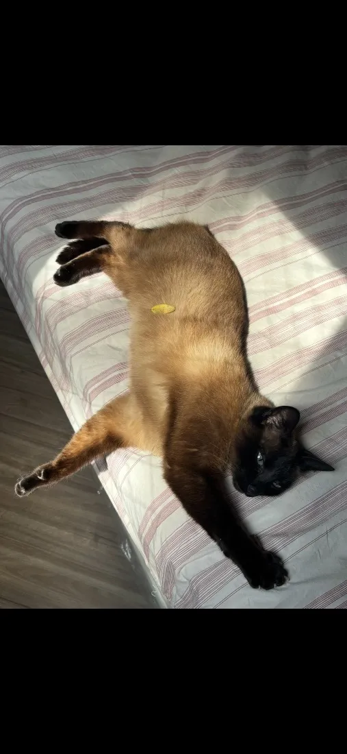 Gato raça SRD-ViraLata idade 6 ou mais anos nome Ágata