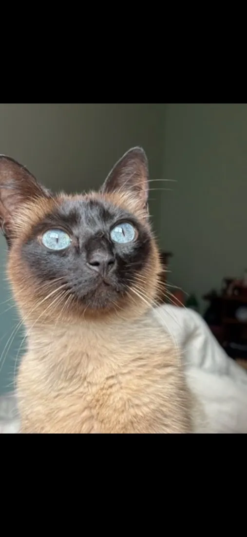 Gato raça SRD-ViraLata idade 6 ou mais anos nome Ágata