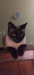 Ágata