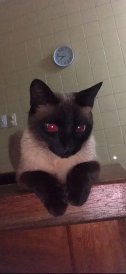 Gato raça SRD-ViraLata idade 6 ou mais anos nome Ágata