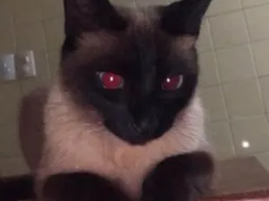 Gato raça SRD-ViraLata idade 6 ou mais anos nome Ágata