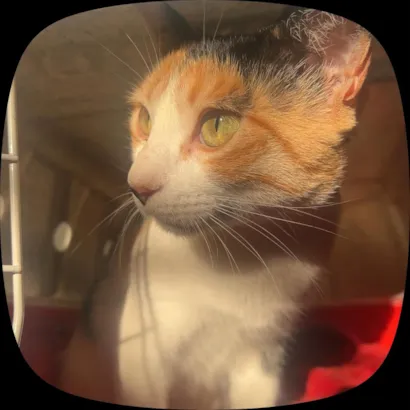 Gato raça SRD-ViraLata idade 2 anos nome Jade